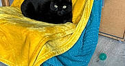 Saki participe au concours pour gagner de l'argent avec cette photo : animal, black_cat, blanket, blue_blanket, cat, chair, comfort, cozy, domestic_animal, feline, fur, green_ball, household, indoor, pet, relaxing, resting, toy_ball, wooden_floor, yellow_blanket