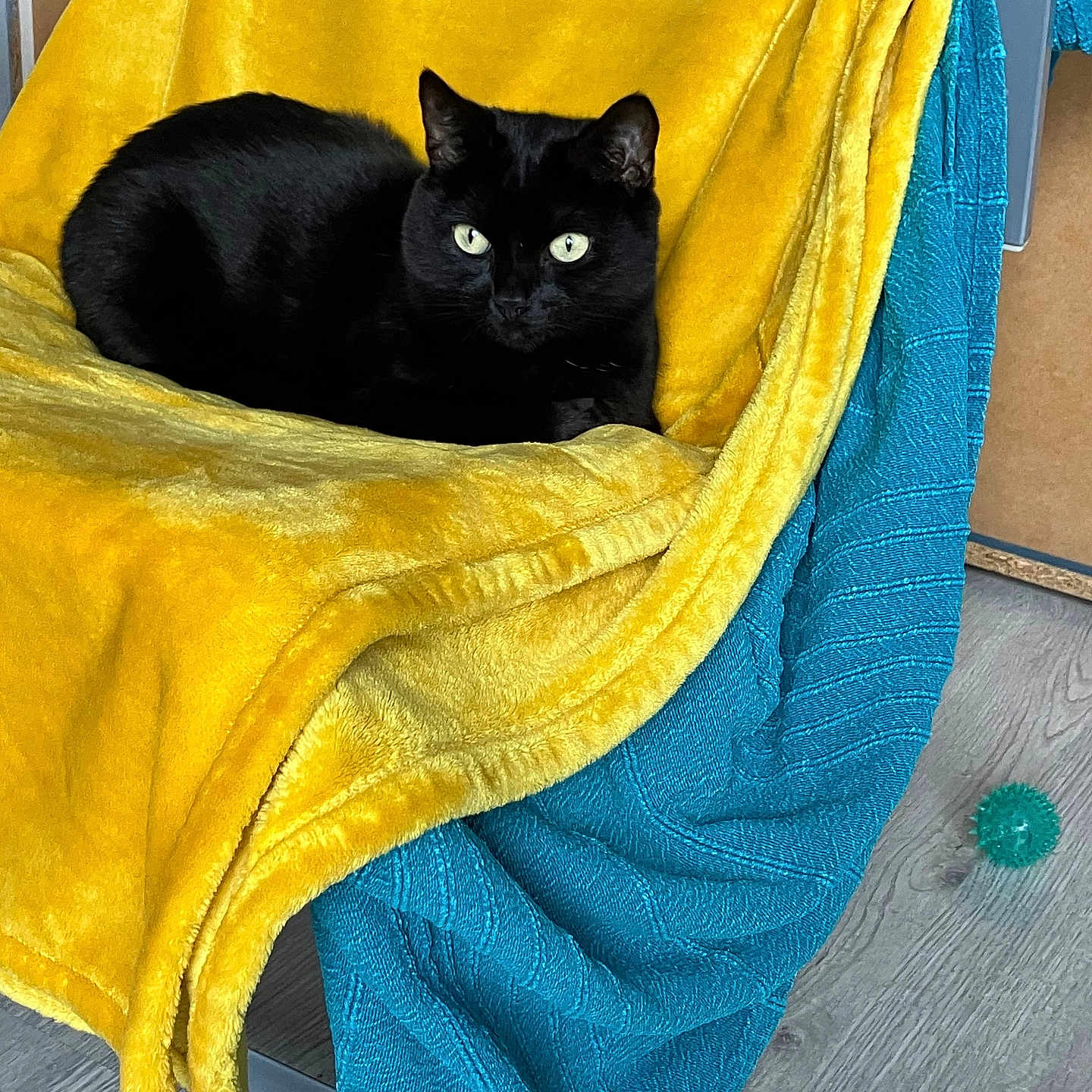 Saki participe au concours pour gagner de l'argent avec cette photo : animal, black_cat, blanket, blue_blanket, cat, chair, comfort, cozy, domestic_animal, feline, fur, green_ball, household, indoor, pet, relaxing, resting, toy_ball, wooden_floor, yellow_blanket