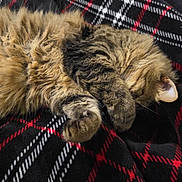 Pelos is registered to the contest to win money with this photo: cat, tabby_cat, sleeping, fluffy, long_hair, fur, paws, whiskers, closed_eyes, curled_up, pet, animal, cozy, blanket, plaid, black, red, white, indoors, nap