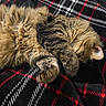 cat, tabby_cat, sleeping, fluffy, long_hair, fur, paws, whiskers, closed_eyes, curled_up, pet, animal, cozy, blanket, plaid, black, red, white, indoors, nap