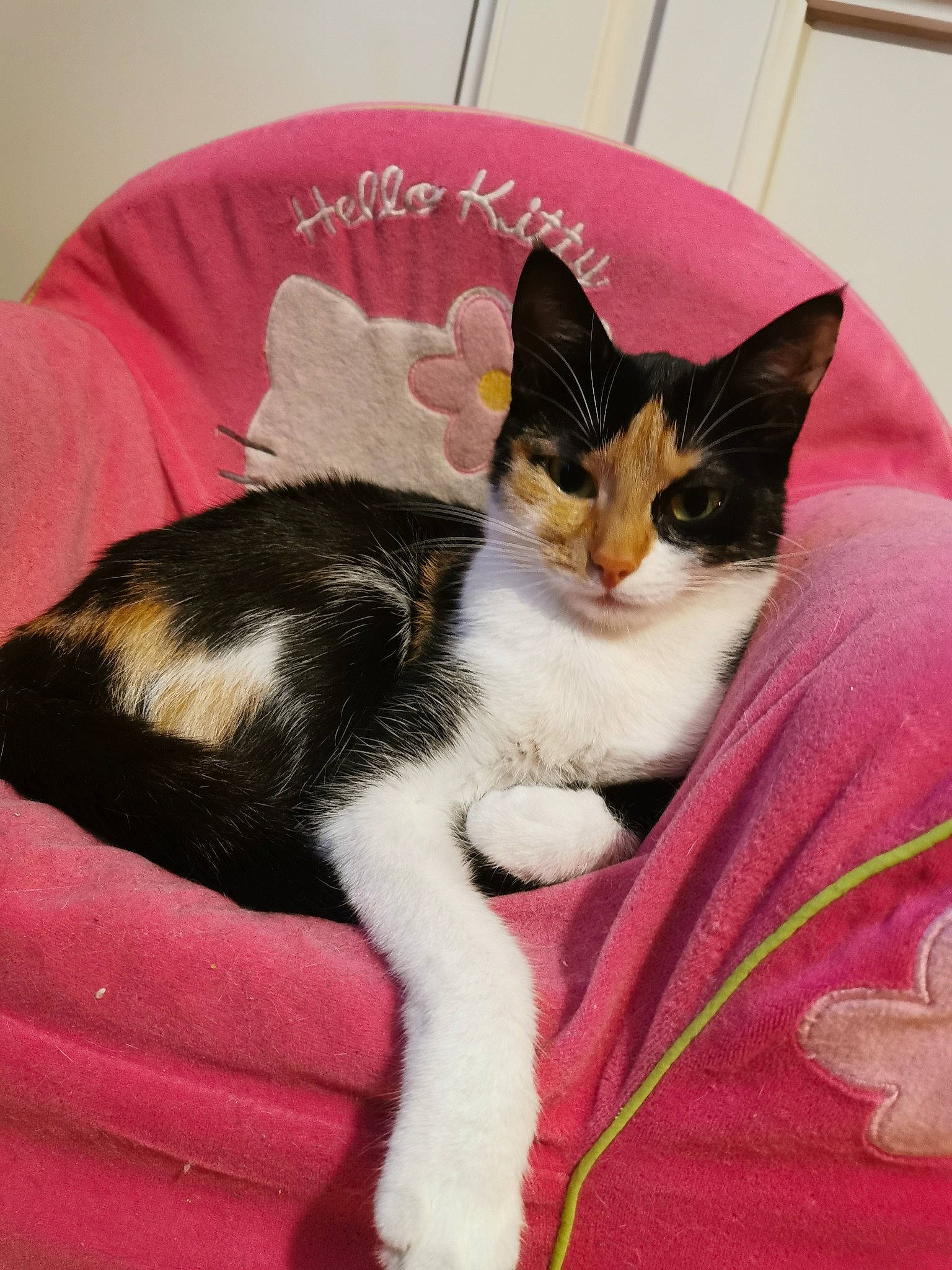 Grenouille a rejoint le concours — aidez-le/la à gagner de superbes lots ! carnivore, cat, claw, comfort, domestic_short_haired_cat, felidae, fur, lap, linens, paw, sitting, sleeve, small_to_medium_sized_cats, snout, tail, whiskers