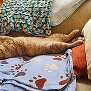 Buddy joined the competition — help win amazing prizes! animal, blanket, cat, comfort, couch, cozy, cute, feline, fur, home, indoor, orange_cat, pet, pillow, relaxed, resting, sleeping, soft, stretching, warm
