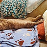 animal, blanket, cat, comfort, couch, cozy, cute, feline, fur, home, indoor, orange_cat, pet, pillow, relaxed, resting, sleeping, soft, stretching, warm