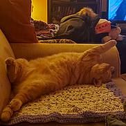Buddy joined the competition — help win amazing prizes! cat, orange_cat, tabby, couch, blanket, crochet, indoor, living_room, relaxed, sleeping, pet, feline, cozy, furniture, home, animal, resting, warm_lighting, television, pillow
