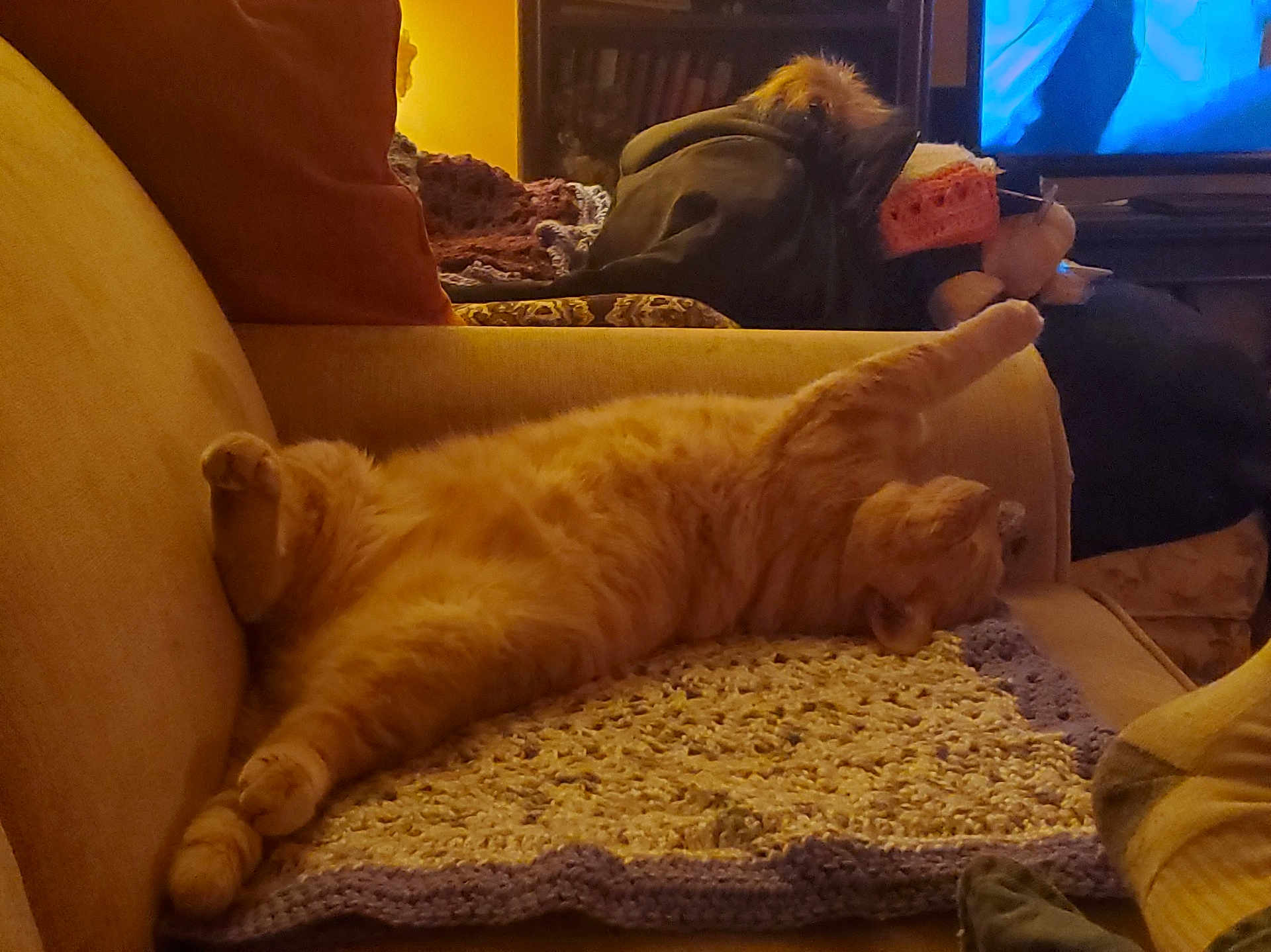 Buddy joined the competition — help win amazing prizes! cat, orange_cat, tabby, couch, blanket, crochet, indoor, living_room, relaxed, sleeping, pet, feline, cozy, furniture, home, animal, resting, warm_lighting, television, pillow