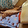 Buddy is registered to the contest to win money with this photo: animal, blanket, cat, comfort, couch, cozy, feline, furniture, home, indoor, knitted_throw, orange_tabby, paw_prints, pet, pillow, relaxed, resting, sleeping, soft_light, stretching