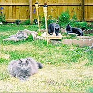 Meimei joined the competition — help win amazing prizes! cat, outdoor, grass, fence, garden, animal, pet, fluffy, relaxing, nature, sunlight, torches, wooden_fence, four_animals, yard, greenery, leisure, cute, mammal, domestic_animal