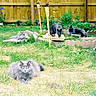 animal, cat, cute, domestic_animal, fence, fluffy, four_animals, garden, grass, greenery, leisure, mammal, nature, outdoor, pet, relaxing, sunlight, torches, wooden_fence, yard
