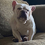 Chato is registered to the contest to win money with this photo: dog, french_bulldog, pet, couch, indoor, sleepy, animal, white_dog, cute, sitting, furniture, relaxed, companion, snout, ears, paw, home, domestic, portrait, canine