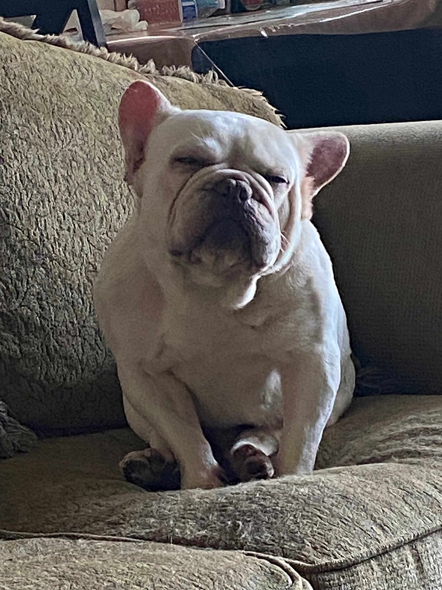 Chato is registered to the contest to win money with this photo: dog, french_bulldog, pet, couch, indoor, sleepy, animal, white_dog, cute, sitting, furniture, relaxed, companion, snout, ears, paw, home, domestic, portrait, canine