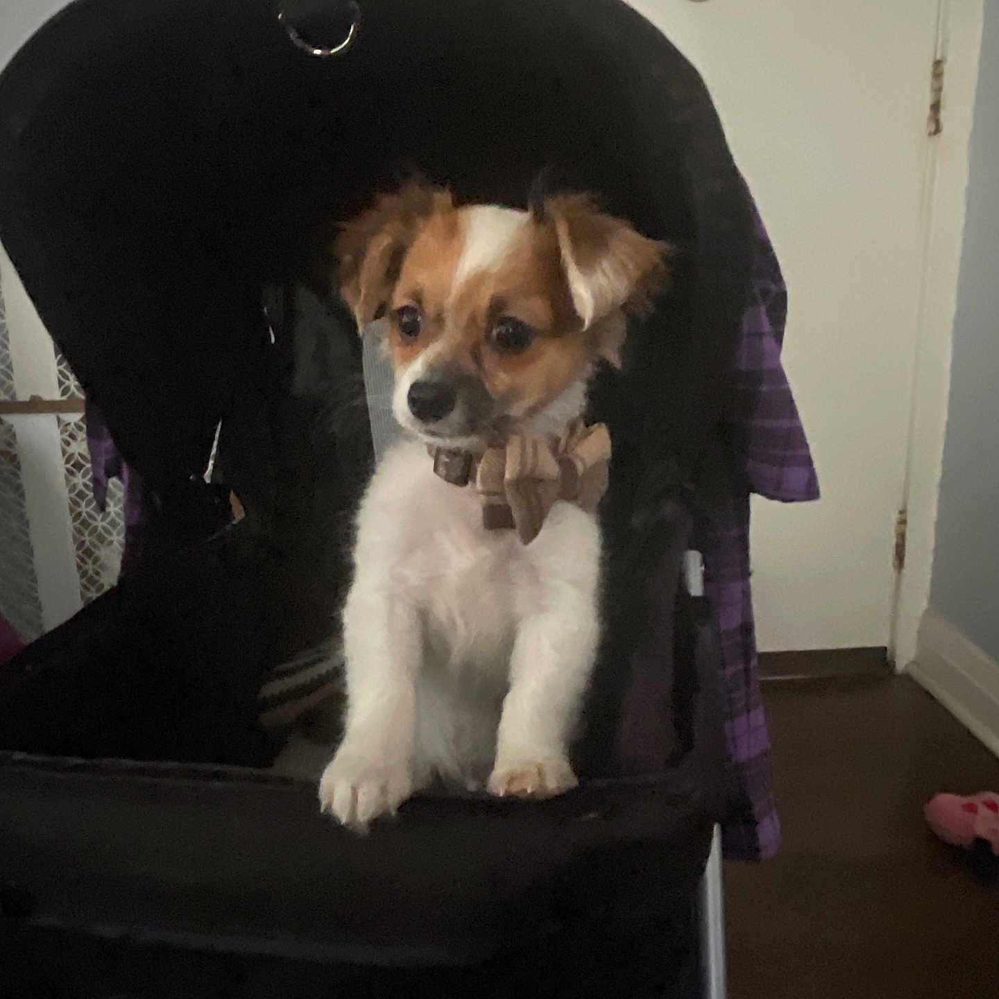 Little Man joined the competition — help win amazing prizes! accessories, animal, canine, car, car_interior, carseat, chair, chihuahua, cockerspaniel, dog, furniture, hound, papillon, person, pet, puppy, strap, stroller, terrier, transportation