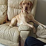 dog, labrador, pet, animal, indoor, armchair, leather, beige, furniture, canine, relaxed, posing, living_room, floor, person, casual, seated, companionship, domestic, cute