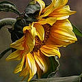 Diann R.