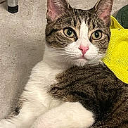 Riley is registered to the contest to win money with this photo: cat, tabby, white_fur, pink_nose, whiskers, ears, floor, concrete, yellow_cloth, chair_leg, pet, animal, feline, closeup, indoor, relaxed, curious, fur, portrait, domestic_cat