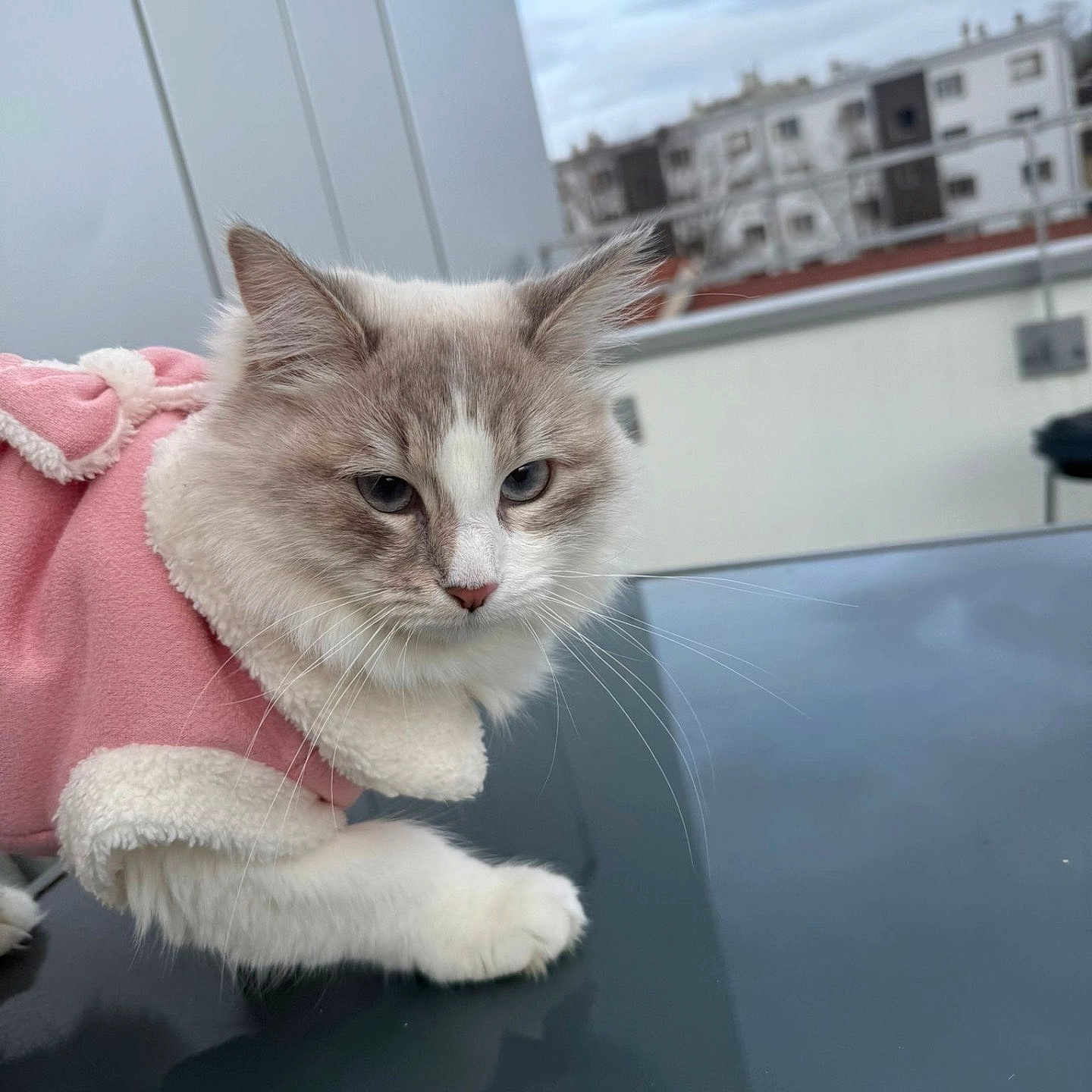 Mochi a rejoint le concours — aidez-le/la à gagner de superbes lots ! cat, animal, pet, feline, pink_jacket, outdoor, urban, reflection, cloudy_sky, fur, whiskers, ears, paws, face, building, roof, window, cold_weather, coat, curious
