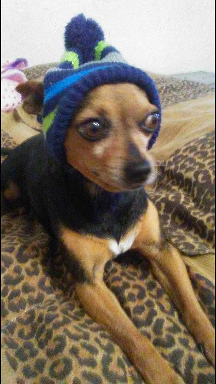 Paco joined the competition — help win amazing prizes! dog, small_dog, knitted_hat, pom_pom, leopard_print, blanket, indoor, pet, animal, brown_fur, black_fur, cute, cozy, sitting, portrait, looking_away, fur, domestic_animal, bed, warm