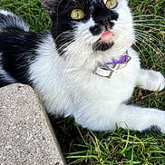 Oreo is registered to the contest to win money with this photo: cat, black_and_white, yellow_eyes, purple_collar, grass, outdoor, close_up, pet, fur, whiskers, playful, tongue_out, concrete, nature, animal, mammal, young_cat, relaxed, cute, domestic_cat