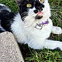 cat, black_and_white, yellow_eyes, purple_collar, grass, outdoor, close_up, pet, fur, whiskers, playful, tongue_out, concrete, nature, animal, mammal, young_cat, relaxed, cute, domestic_cat