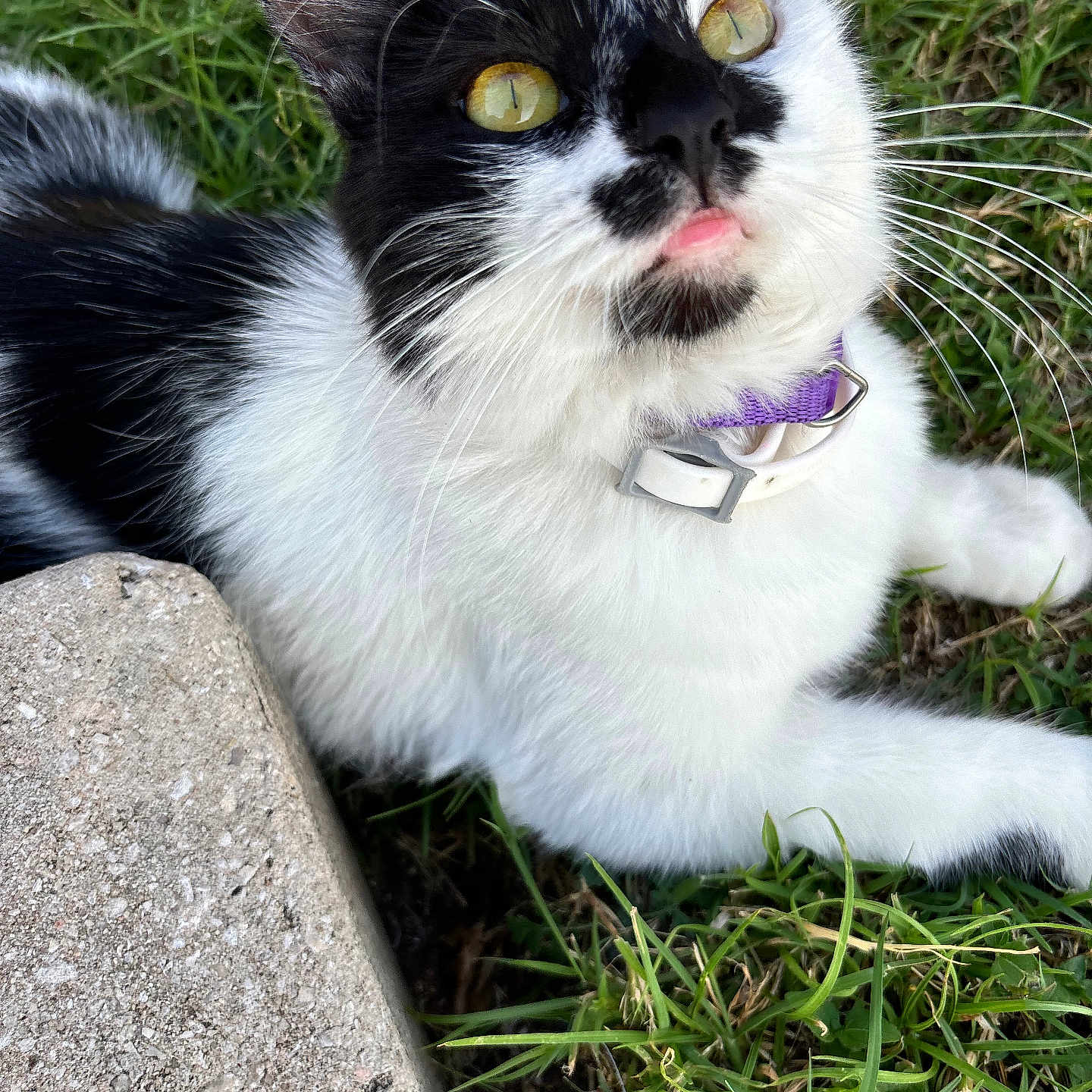 Oreo is registered to the contest to win money with this photo: animal, black_and_white, cat, close_up, concrete, cute, domestic_cat, fur, grass, mammal, nature, outdoor, pet, playful, purple_collar, relaxed, tongue_out, whiskers, yellow_eyes, young_cat