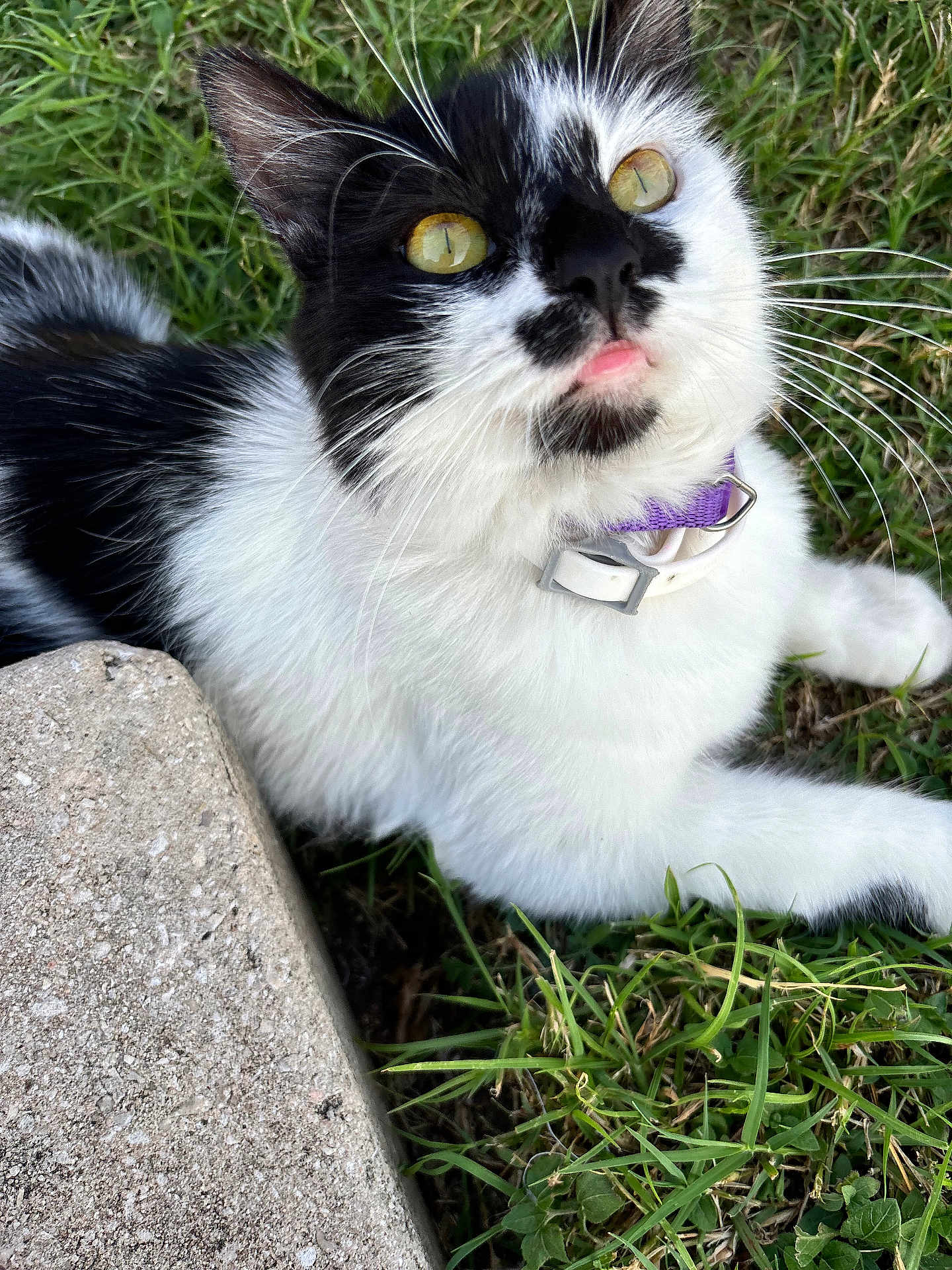 Oreo is registered to the contest to win money with this photo: cat, black_and_white, yellow_eyes, purple_collar, grass, outdoor, close_up, pet, fur, whiskers, playful, tongue_out, concrete, nature, animal, mammal, young_cat, relaxed, cute, domestic_cat