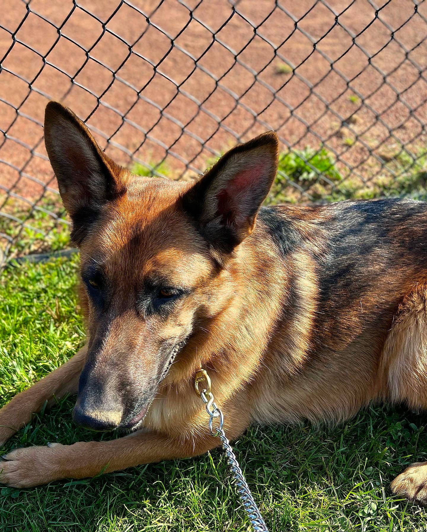 Ada is registered to the contest to win money with this photo: canidae, carnivore, dog, dog_breed, east_european_shepherd, fawn, fence, fur, german_shepherd_dog, grass, herding_dog, mesh, plant, snout, sporting_group, terrestrial_animal, whiskers, wildlife, wire_fencing, working_dog