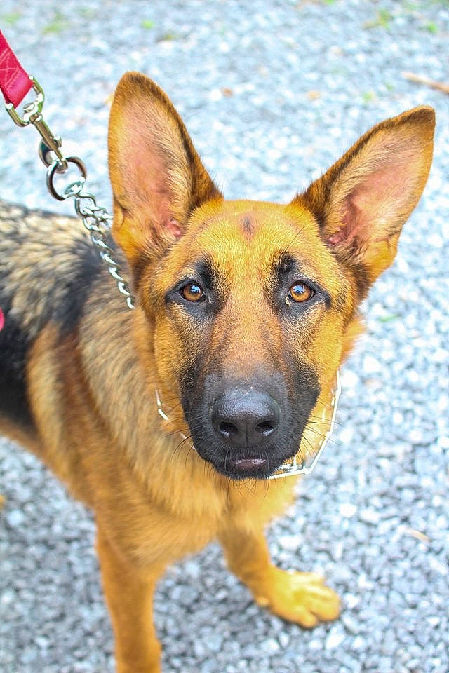 Ada joined the competition — help win amazing prizes! ancient_dog_breeds, belgian_shepherd_malinois, canidae, carnivore, collar, companion_dog, dog, dog_breed, fawn, german_shepherd_dog, herding_dog, snout, sporting_group, terrestrial_animal, working_animal, working_dog