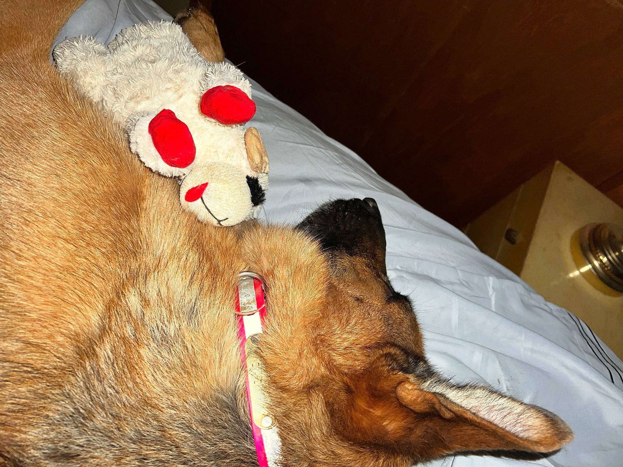 Ada joined the competition — help win amazing prizes! carnivore, collar, dog_breed, fawn, felidae, fur, kitchen_utensil, liver, mammal, mechanical_fan, paw, pet_supply, small_to_medium_sized_cats, snout, tableware, tail, terrestrial_animal, toy, whiskers, working_animal