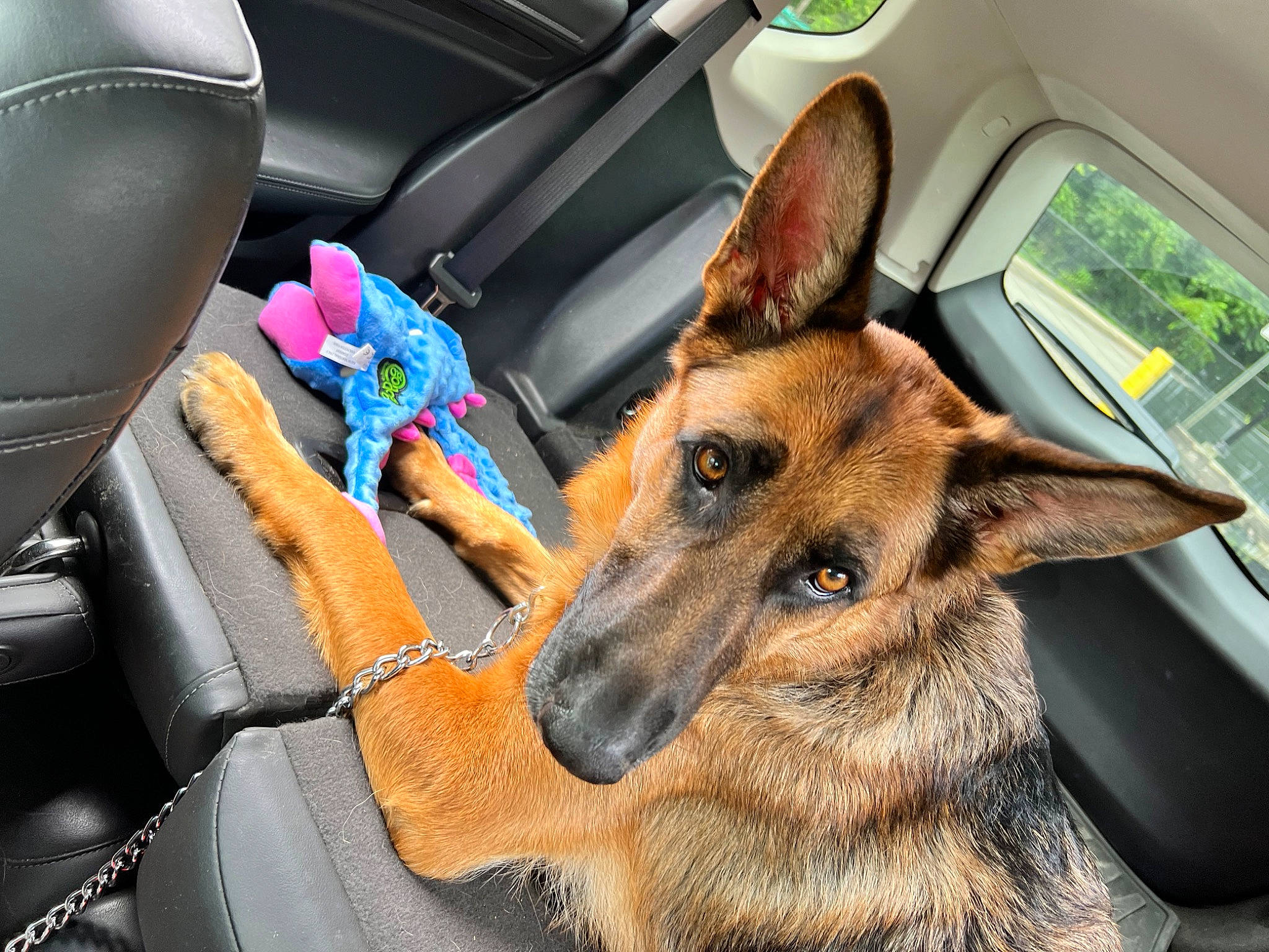 Ada joined the competition — help win amazing prizes! car, car_seat, car_seat_cover, carnivore, collar, companion_dog, dog, dog_breed, east_european_shepherd, fawn, german_shepherd_dog, head_restraint, herding_dog, motor_vehicle, old_german_shepherd_dog, snout, steering_wheel, vehicle, vehicle_door, window