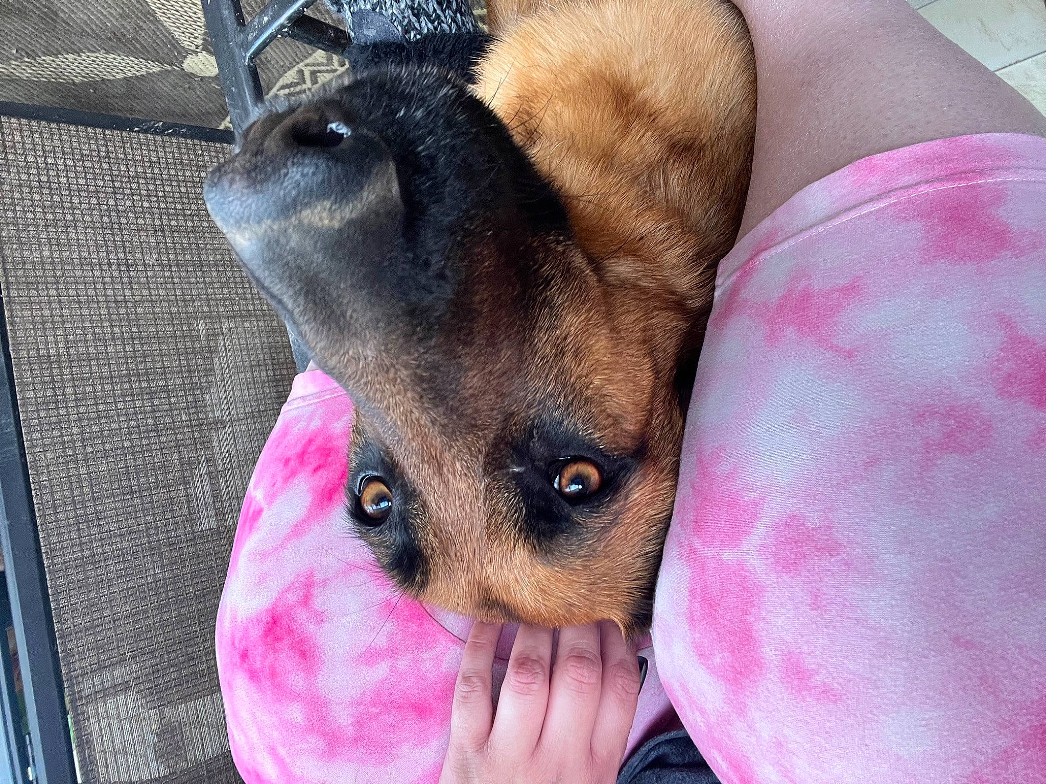 Ada joined the competition — help win amazing prizes! canidae, carnivore, chihuahua, comfort, companion_dog, dog, dog_breed, dog_supply, ear, fawn, fur, paw, pet_supply, pink, prazsky_krysarik, snout, sporting_group, toy_dog, whiskers, working_animal