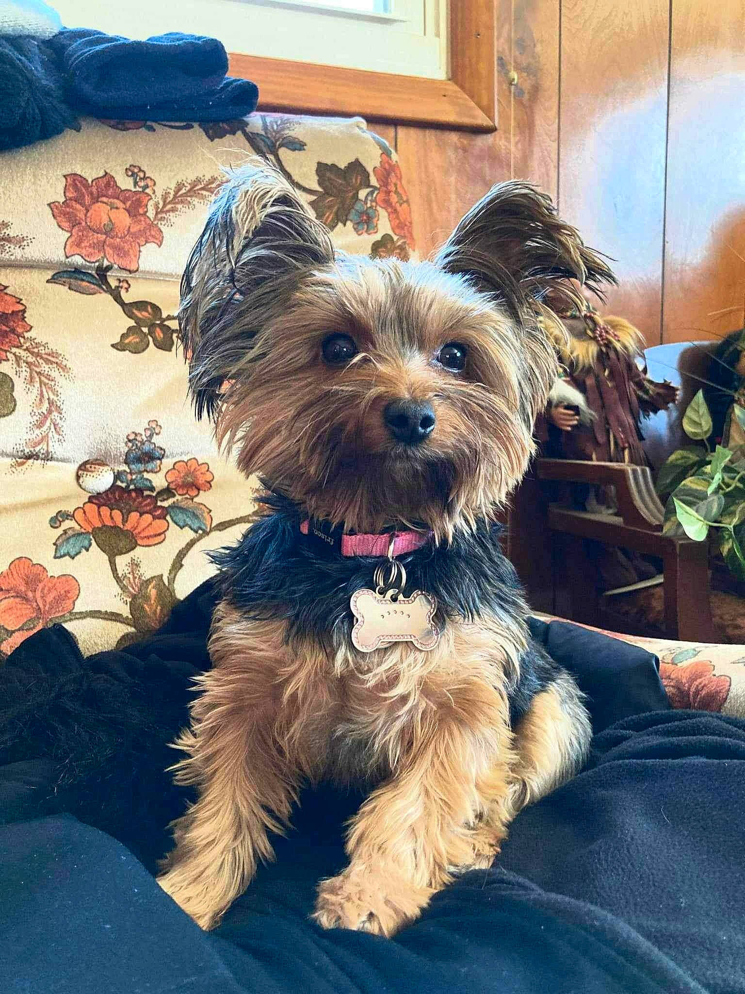 Alita Bean joined the competition — help win amazing prizes! biewer_terrier, canidae, carnivore, collar, companion_dog, dog, dog_breed, dog_collar, dog_supply, electric_blue, fur, maltepoo, picture_frame, small_terrier, snout, sporting_group, terrier, toy_dog, working_animal, yorkipoo