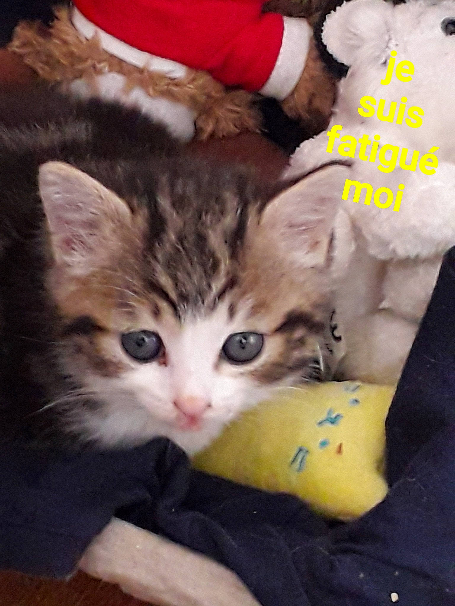 Titi a rejoint le concours — aidez-le/la à gagner de superbes lots ! aegean_cat, american_curl, american_shorthair, american_wirehair, asian, carnivore, cat, domestic_short_haired_cat, european_shorthair, felidae, kitten, mammal, norwegian_forest_cat, photo_caption, polydactyl_cat, small_to_medium_sized_cats, whiskers