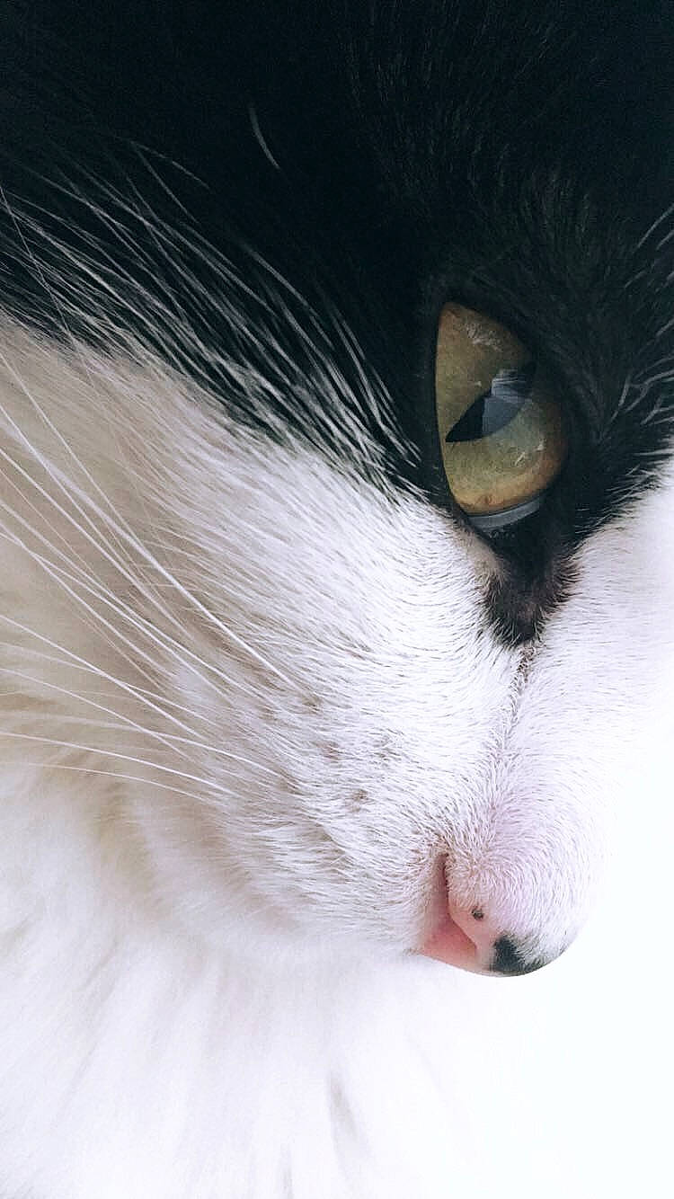 Marquise participe au concours pour gagner de l'argent avec cette photo : aegean_cat, american_wirehair, black_and_white, carnivore, cat, close_up, eye, felidae, fur, kitten, norwegian_forest_cat, nose, small_to_medium_sized_cats, snout, whiskers, white