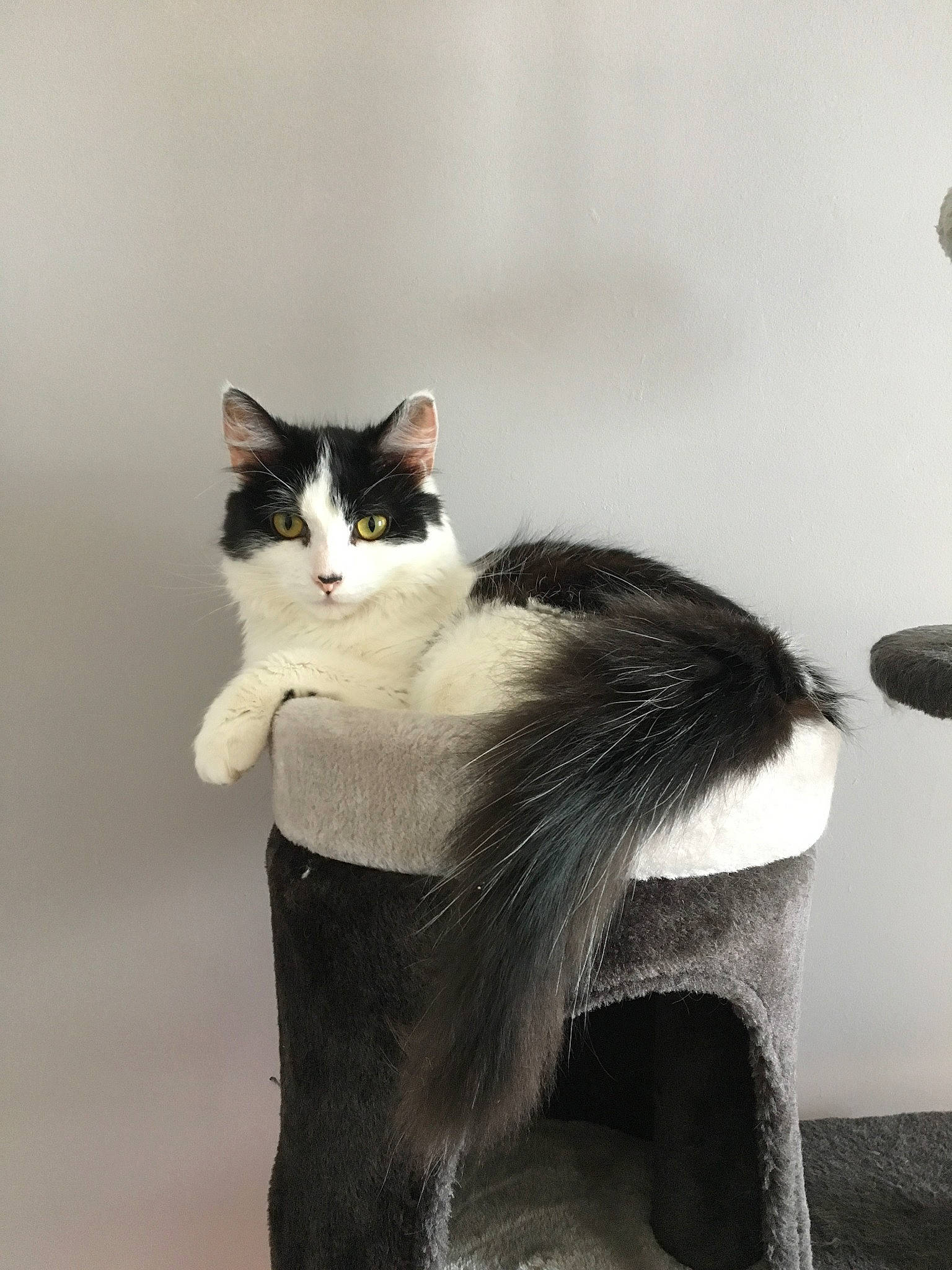 Marquise participe au concours pour gagner de l'argent avec cette photo : aegean_cat, black, black_and_white, carnivore, cat, domestic_short_haired_cat, european_shorthair, felidae, fur, japanese_bobtail, kitten, norwegian_forest_cat, polydactyl_cat, small_to_medium_sized_cats, tail, whiskers, white