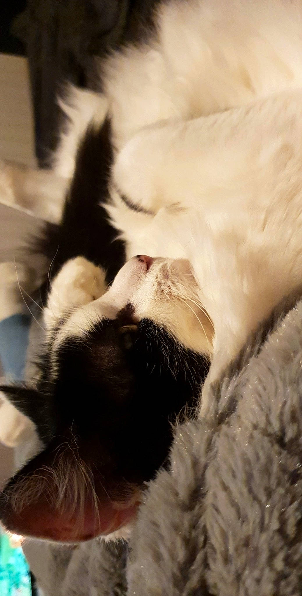 Marquise participe au concours pour gagner de l'argent avec cette photo : canidae, carnivore, cat, companion_dog, dog_breed, ear, felidae, fur, kitten, paw, puppy, small_to_medium_sized_cats, snout, sporting_group, tail, whiskers