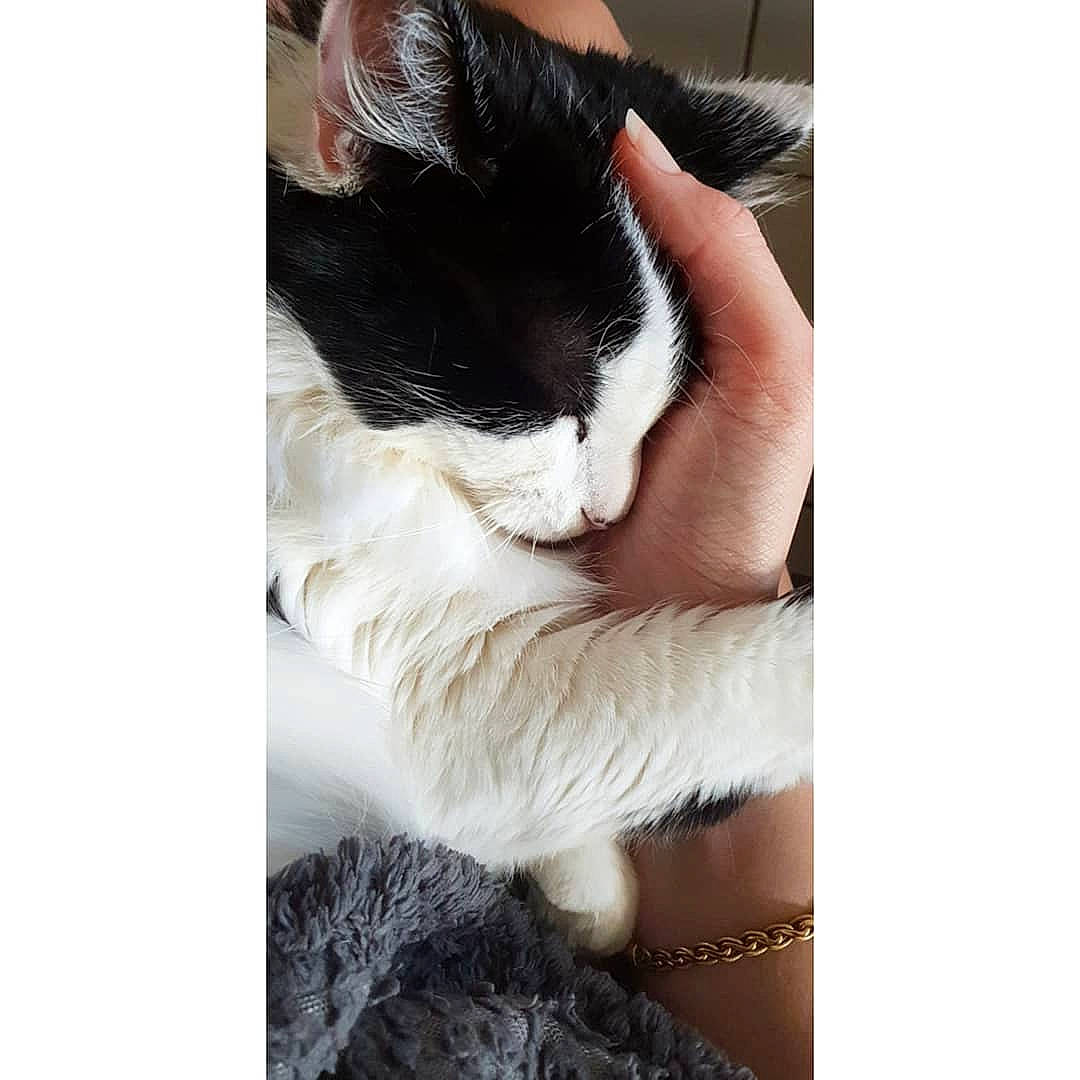 Marquise participe au concours pour gagner de l'argent avec cette photo : black_and_white, black_cat, carnivore, cat, ear, felidae, fur, hand, leg, nap, paw, polydactyl_cat, small_to_medium_sized_cats, snout, tail, whiskers