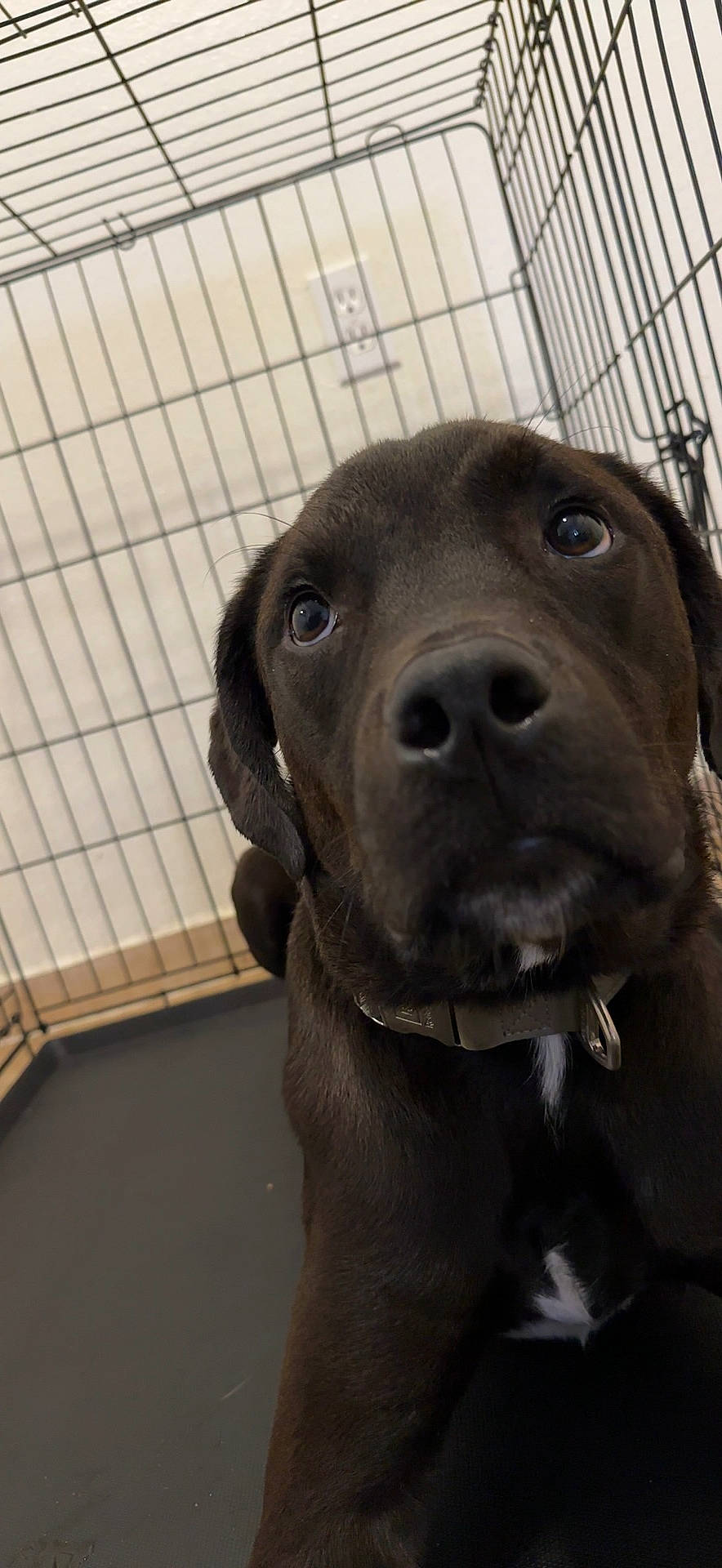 Brutus is registered to the contest to win money with this photo: borador, carnivore, companion_dog, dog, dog_breed, dog_collar, fawn, fur, guard_dog, gun_dog, labrador_retriever, liver, metal, pet_supply, pointing_breed, retriever, snout, sporting_group, whiskers, working_animal