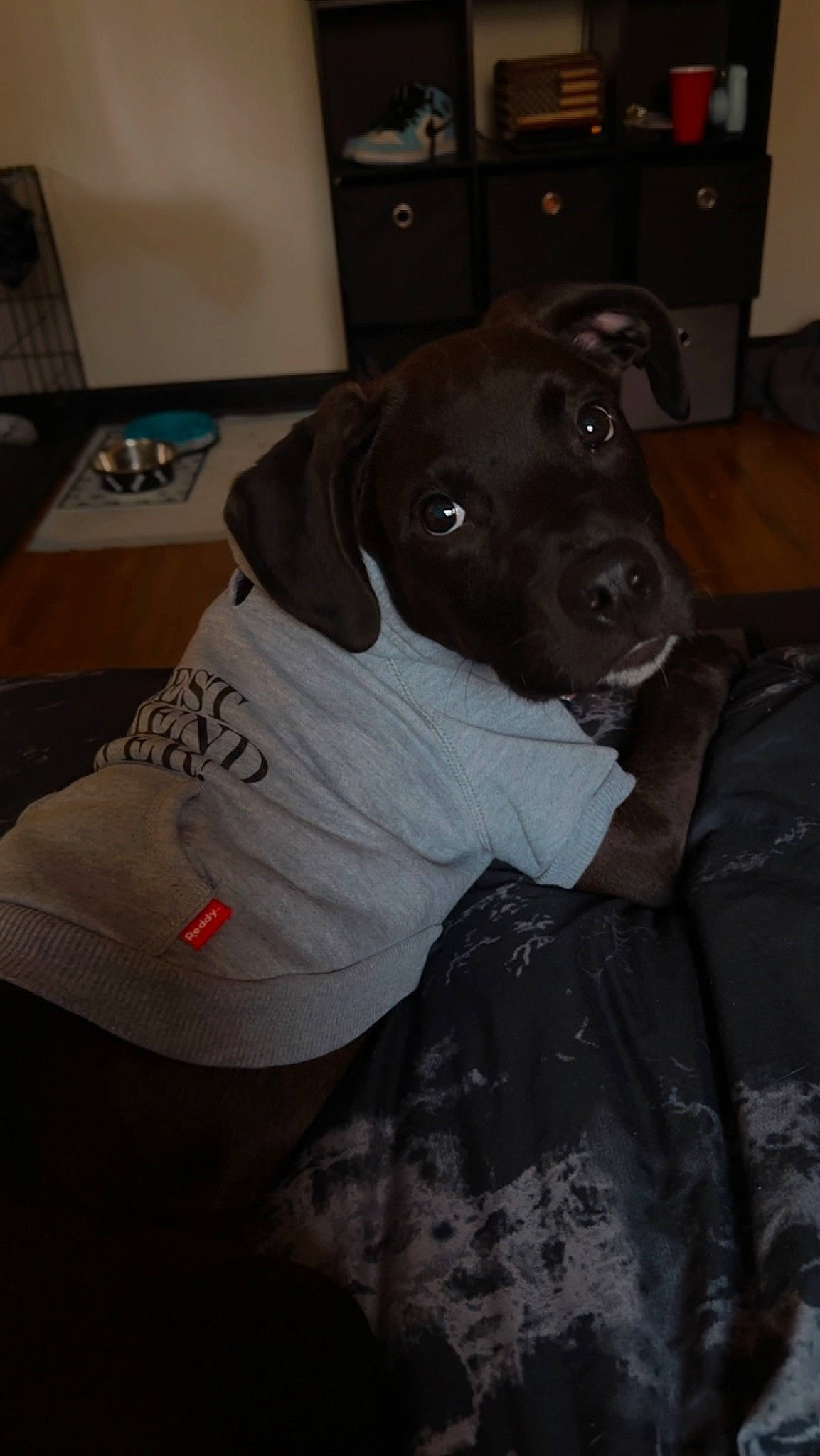 Brutus is registered to the contest to win money with this photo: carnivore, collar, comfort, companion_dog, dog, dog_breed, dog_clothes, dog_supply, fawn, grey, linens, non_sporting_group, working_animal