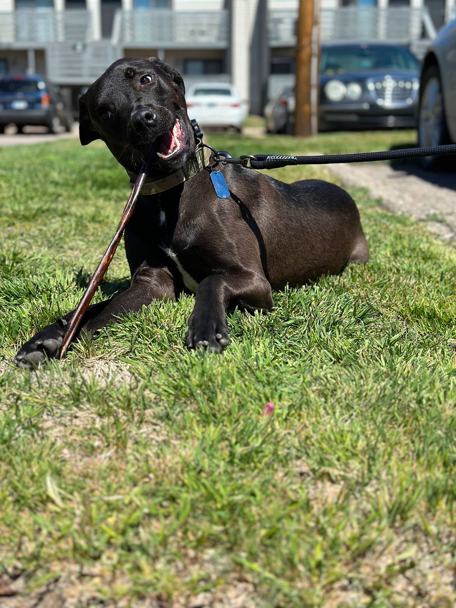 Brutus joined the competition — help win amazing prizes! carnivore, collar, companion_dog, dog, dog_breed, dog_collar, dog_supply, fawn, grass, gun_dog, leash, pet_supply, sporting_group, sports_equipment, tail, terrestrial_animal, tire, toy, wheel, working_animal