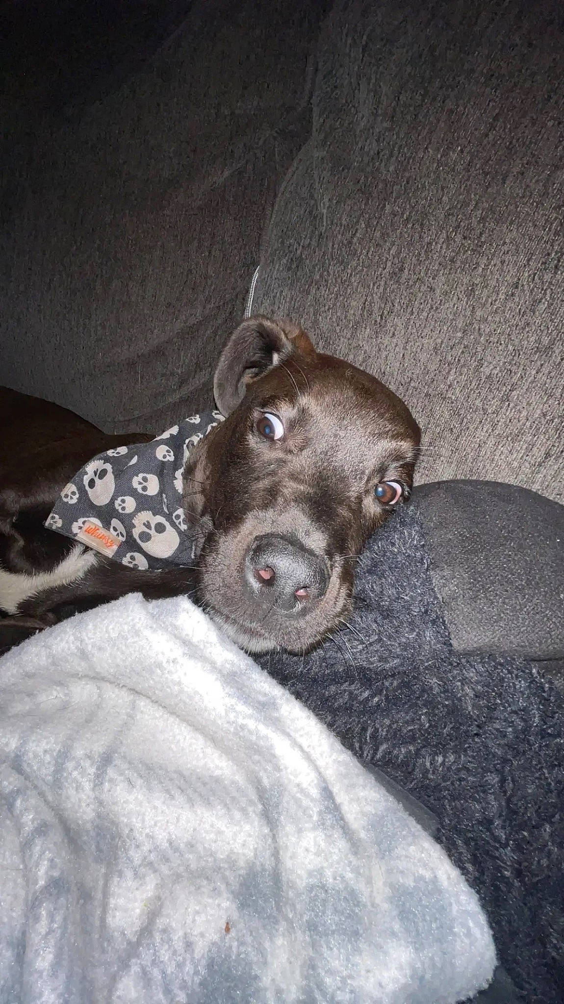 Brutus is registered to the contest to win money with this photo: canidae, carnivore, comfort, companion_dog, dog, dog_breed, ear, fawn, fur, grey, guard_dog, linens, liver, non_sporting_group, snout, sporting_group, terrestrial_animal, toy_dog, whiskers, working_animal