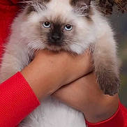 Mimi joined the competition — help win amazing prizes! animal, blue_eyes, cat, close_up, cute, face, feline, fluffy, fur, hands, holding, indoor, kitten, person, pet, portrait, red_sweater, siamese, whiskers, young