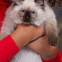 animal, blue_eyes, cat, close_up, cute, face, feline, fluffy, fur, hands, holding, indoor, kitten, person, pet, portrait, red_sweater, siamese, whiskers, young