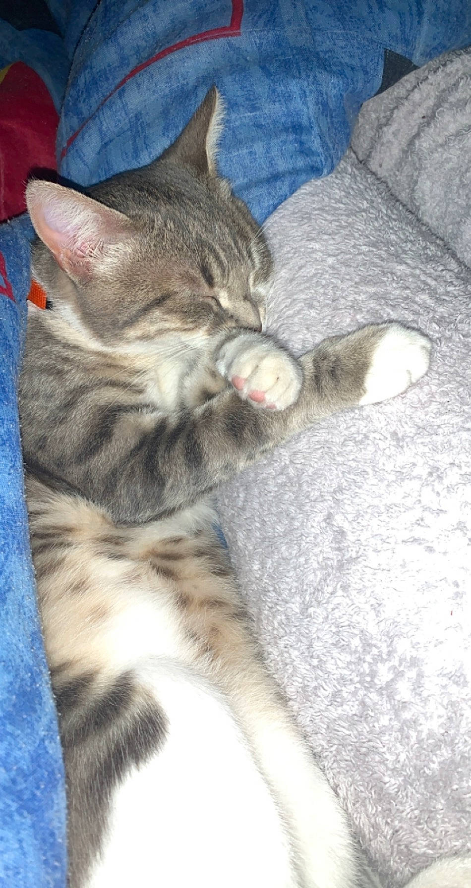 Tchoupi participe au concours pour gagner de l'argent avec cette photo : american_shorthair, asian, australian_mist, california_spangled, carnivore, cat, domestic_short_haired_cat, dragon_li, egyptian_mau, european_shorthair, felidae, german_rex, kitten, mammal, ocicat, pixie_bob, small_to_medium_sized_cats, tabby_cat, vertebrate, whiskers