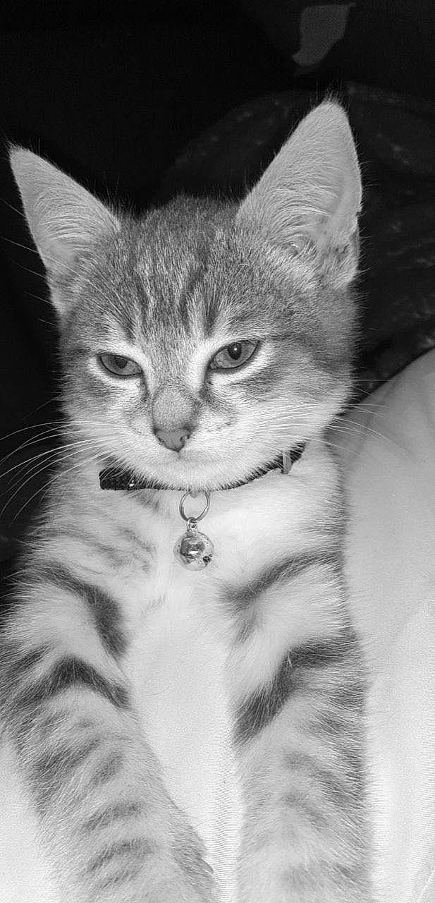 Tchoupi a rejoint le concours — aidez-le/la à gagner de superbes lots ! american_shorthair, american_wirehair, asian, australian_mist, black_and_white, carnivore, cat, domestic_short_haired_cat, dragon_li, egyptian_mau, european_shorthair, felidae, kitten, mammal, ojos_azules, small_to_medium_sized_cats, sokoke, tabby_cat, vertebrate, whiskers