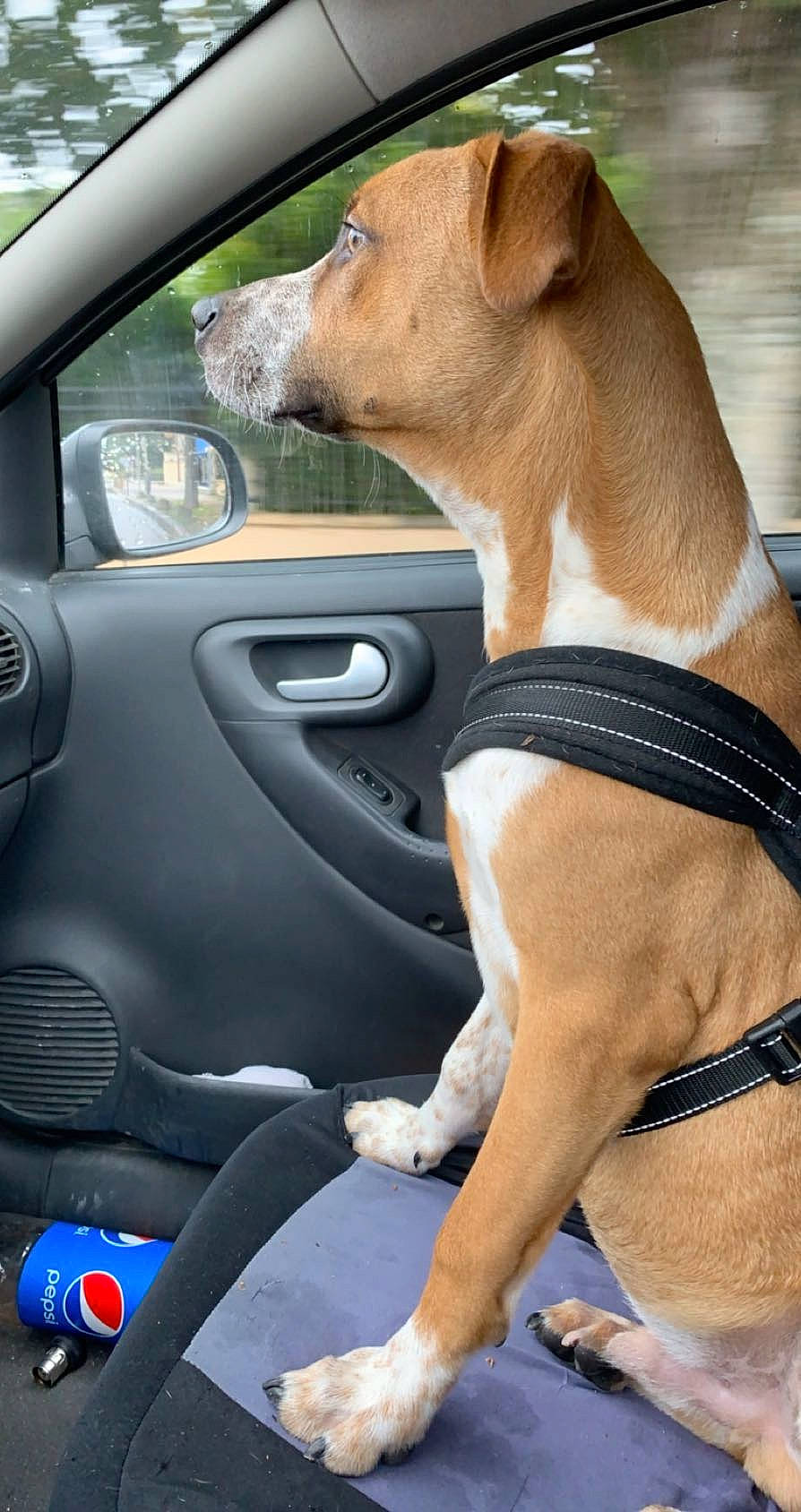 Reïko a rejoint le concours — aidez-le/la à gagner de superbes lots ! auto_part, basenji, canidae, car, car_seat, carnivore, companion_dog, dog, dog_breed, fawn, seat_belt, snout, sporting_group, vehicle, vehicle_door