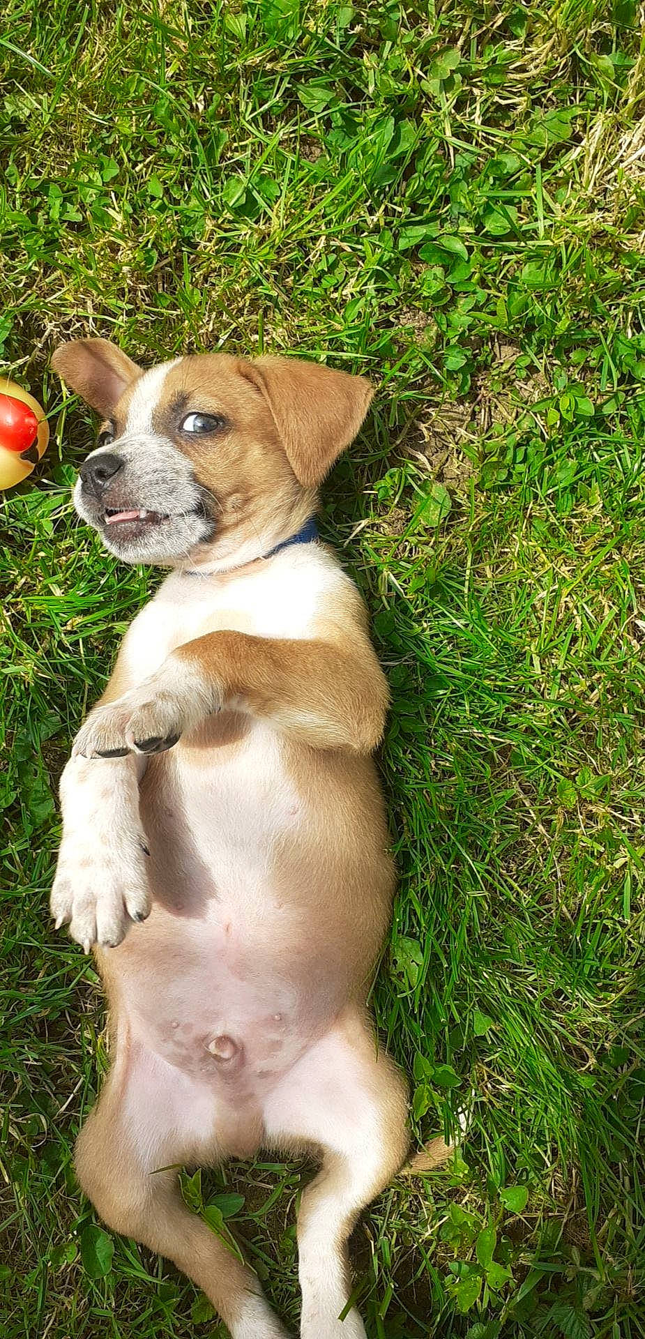 Reïko participe au concours pour gagner de l'argent avec cette photo : american_pit_bull_terrier, canidae, carnivore, catahoula_bulldog, companion_dog, dog, dog_breed, fawn, grass, mammal, puppy, rare_breed_dog, sporting_group