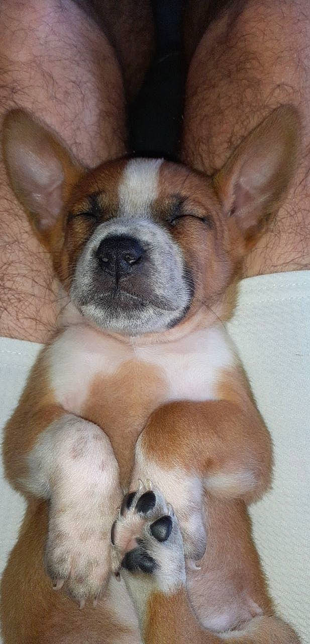 Reïko participe au concours pour gagner de l'argent avec cette photo : ancient_dog_breeds, canidae, carnivore, companion_dog, dog, dog_breed, ear, fawn, mammal, non_sporting_group, nose, pembroke_welsh_corgi, puppy, puppy_love, rare_breed_dog, snout, sporting_group, vertebrate, whiskers