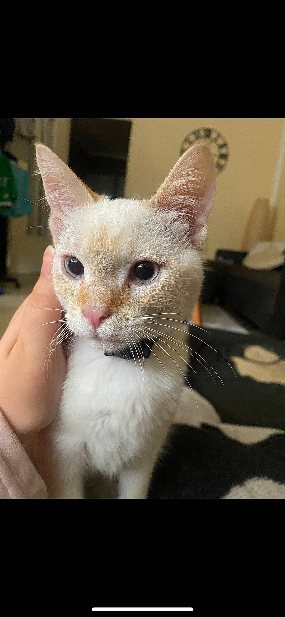 Spiky participe au concours pour gagner de l'argent avec cette photo : carnivore, cat, claw, domestic_short_haired_cat, fawn, felidae, fur, paw, small_to_medium_sized_cats, snout, tail, terrestrial_animal, whiskers