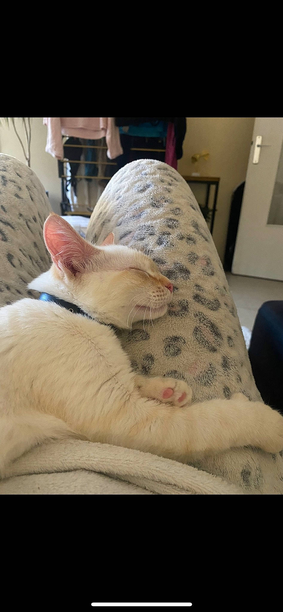 Spiky a rejoint le concours — aidez-le/la à gagner de superbes lots ! canidae, carnivore, cat, comfort, companion_dog, couch, domestic_short_haired_cat, duvet, fawn, felidae, fur, human_leg, linens, paw, picture_frame, small_to_medium_sized_cats, snout, sporting_group, tail, whiskers