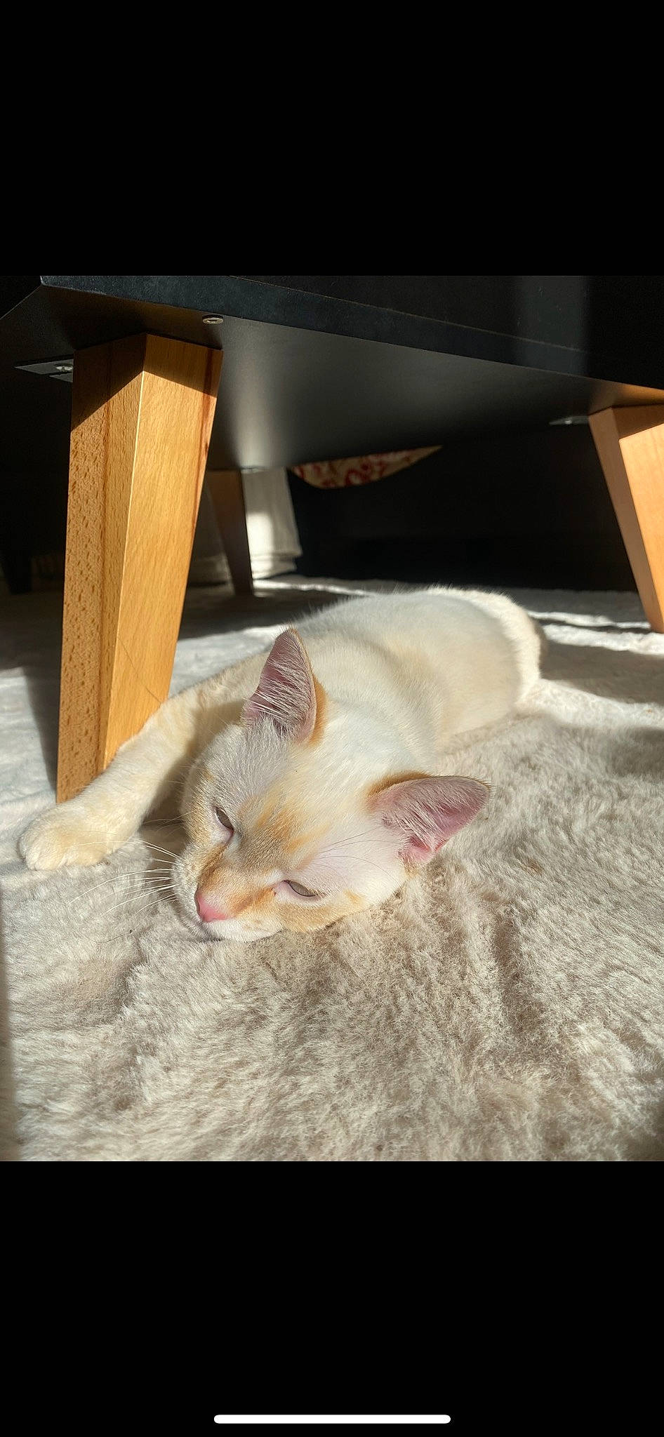 Spiky participe au concours pour gagner de l'argent avec cette photo : canidae, carnivore, cat, claw, comfort, domestic_short_haired_cat, fawn, felidae, flooring, fur, hardwood, linens, nap, paw, room, small_to_medium_sized_cats, snout, tail, whiskers, wood