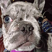 Luna is registered to the contest to win money with this photo: dog, french_bulldog, close_up, blue_eyes, brindle, pet, canine, face, nose, whiskers, indoor, person, pants, patterned_clothing, relaxing, home, animal, domestic, snout, curious